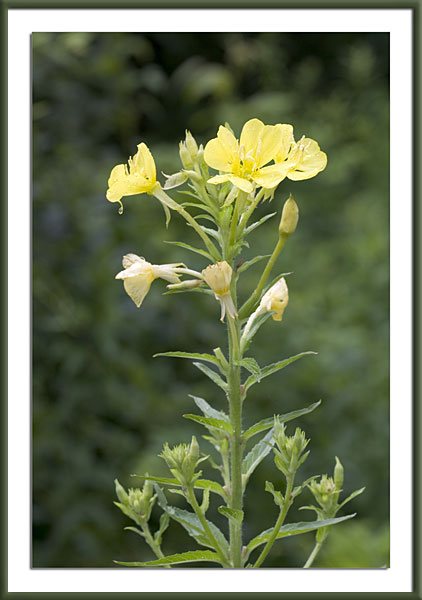 Evening Primrose – Oenothera Biennis