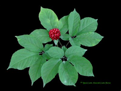 La Ginseng