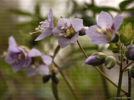 Valeriana griega – Polemonium reptans