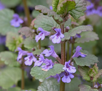 Ground Ivy o Hiedra Terrestre