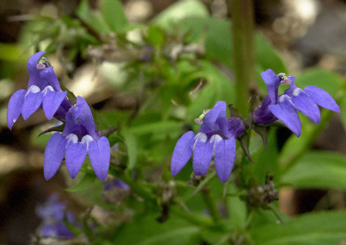 Blue Lobelia