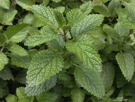 Bálsamo de limón