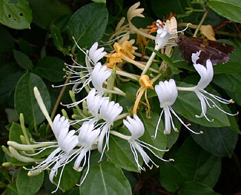 Japanese Honeysuckle