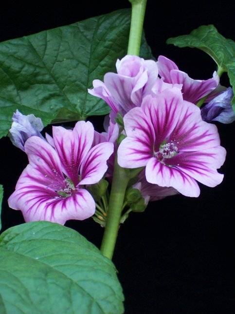 La Malva