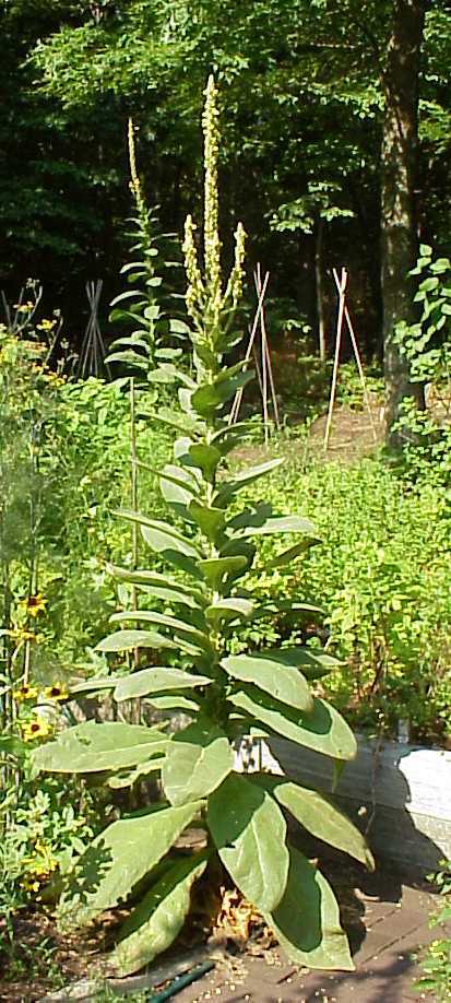 Mullein