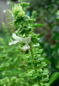 La Albahaca – Ocimum basilicum