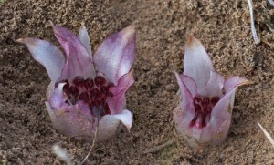 Enfermedades de las orquídeas