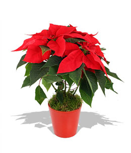 Flor de Pascua
