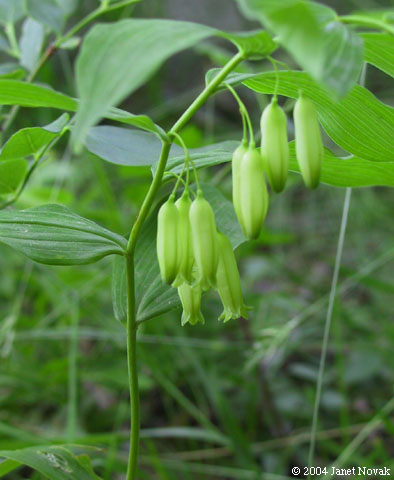 Solomon’s Seal