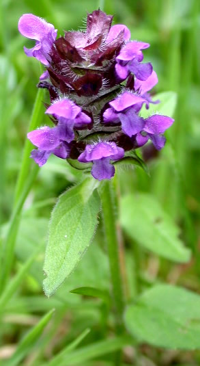 Prunella