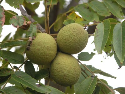 Black Walnut- Juglans nigra