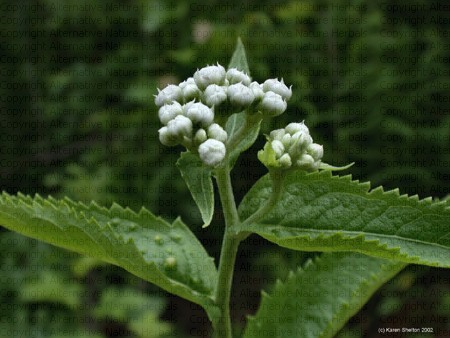 Wild Quinine