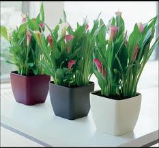 Trucos para tus plantas de interior