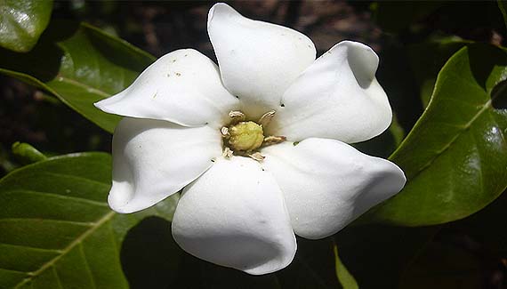 Gardenia, una bonita planta de interior