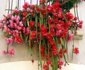 Epiphyllum o Pluma de Santa Teresa