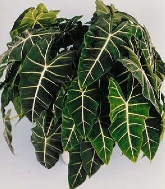 Alocasia Sanderiana o Alocasia Amazónica