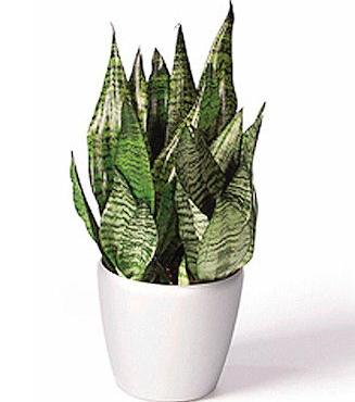 Sansevieria, Espada de San Jorge, Lengua de tigre.