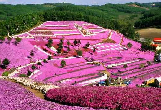 El parque Higashimokoto, jardín de Flox Musgoso