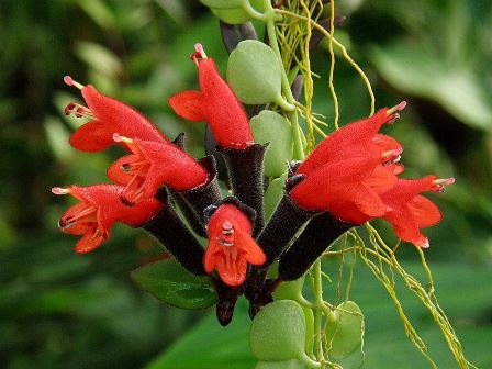 La planta lápiz de labios