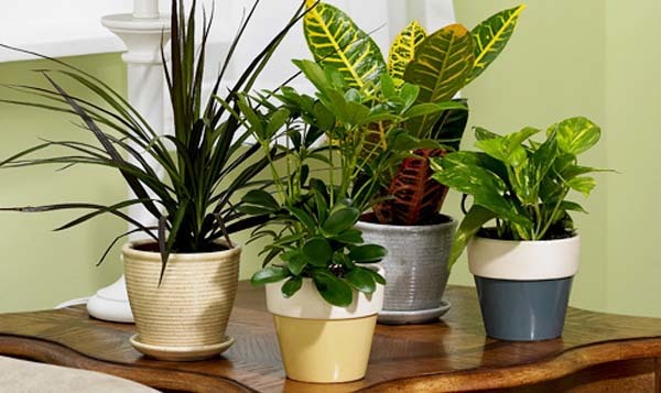 Plantas decorativas para el hogar