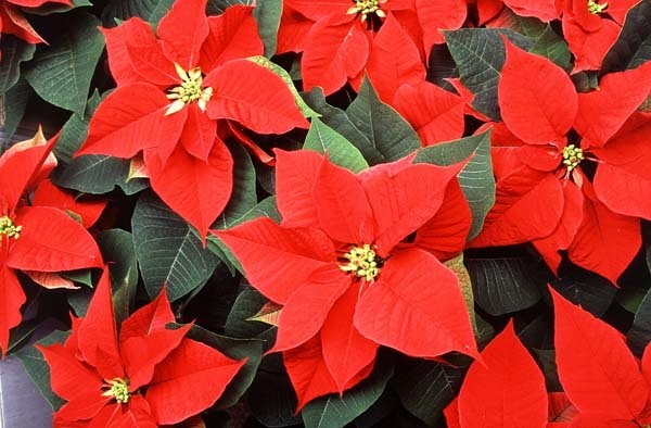 Plantas ideales para la Navidad