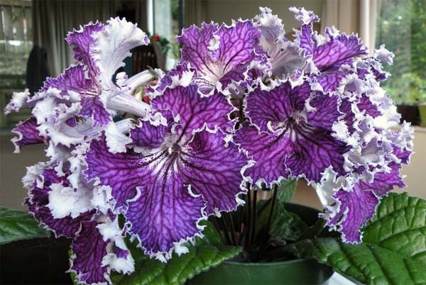 Streptocarpus, una estupenda planta de interior