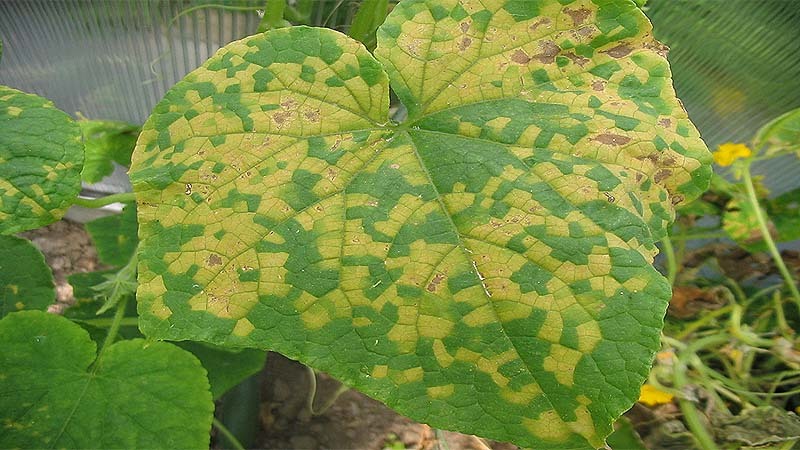 Hongo Mildiu, otra amenaza para las plantas