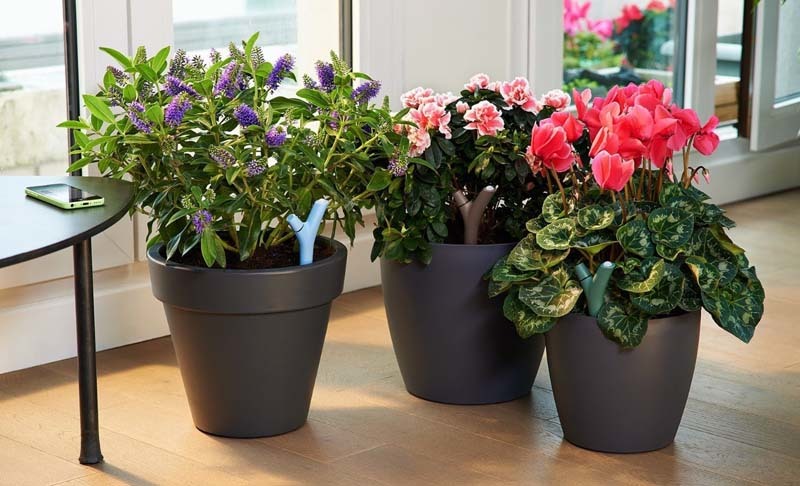 ¿Qué debemos tener en cuenta al comprar plantas?