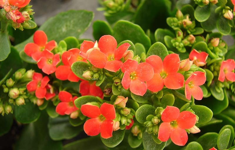 5 plantas decorativas de interior