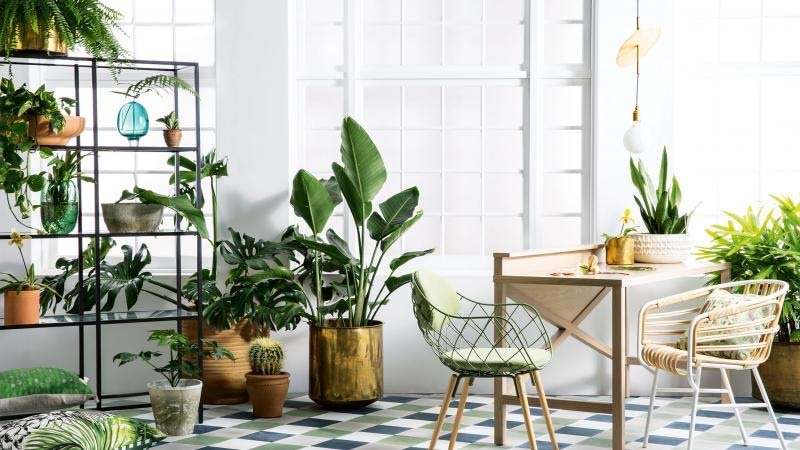 Consejos para cuidar las plantas de interior