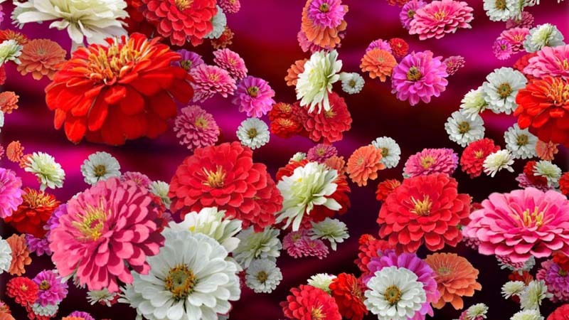 3 plantas ideales para el verano