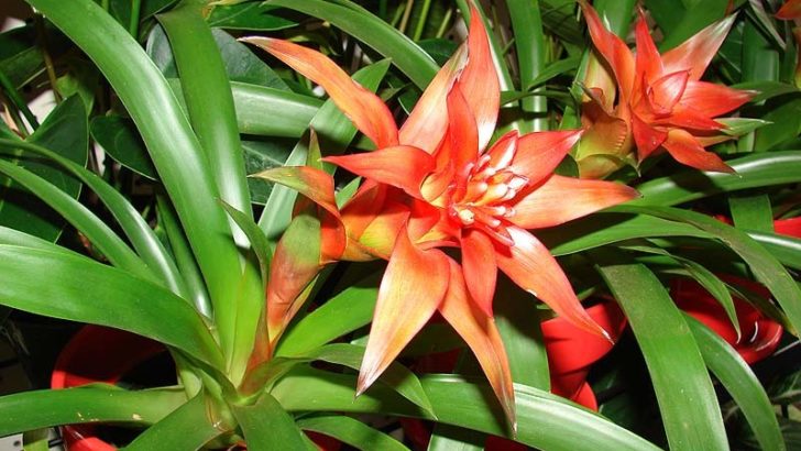 Guzmania – Renueva el aire de tu hogar