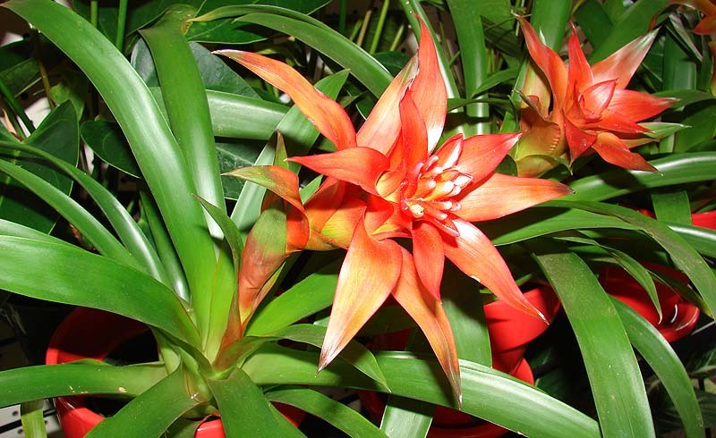 guzmania