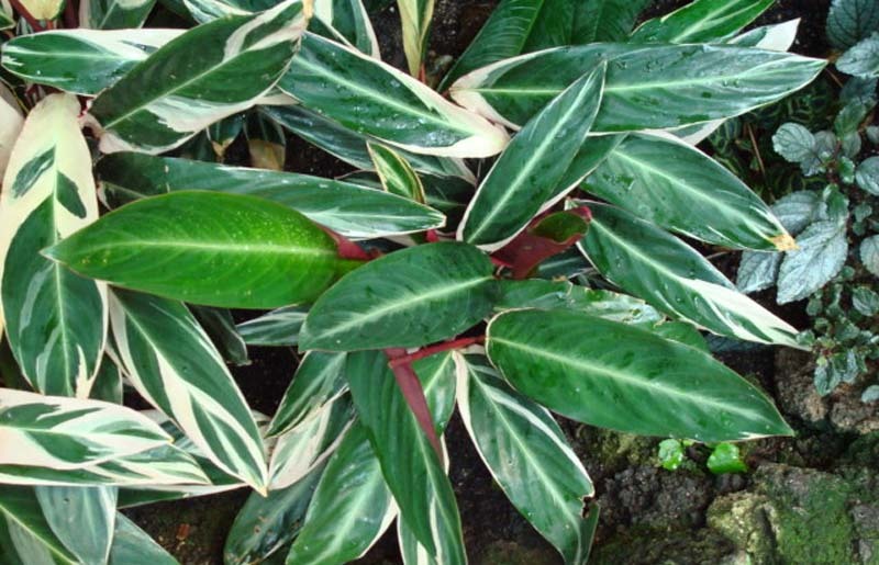 planta-ctenanthe