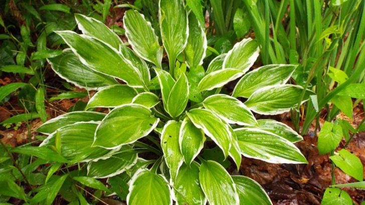 Todo sobre la respiración de las plantas