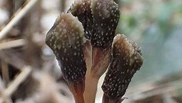 La planta más especial del mundo
