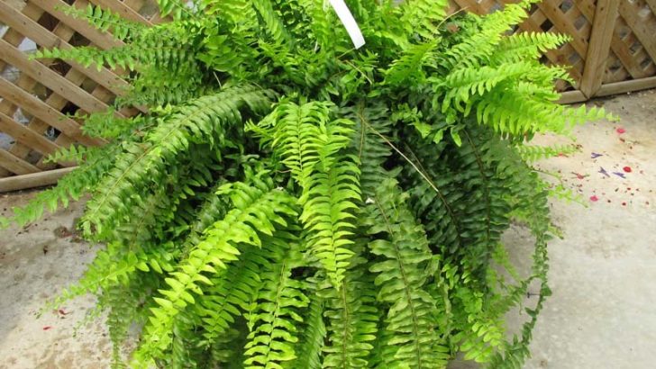 3 plantas para purificar el aire del hogar