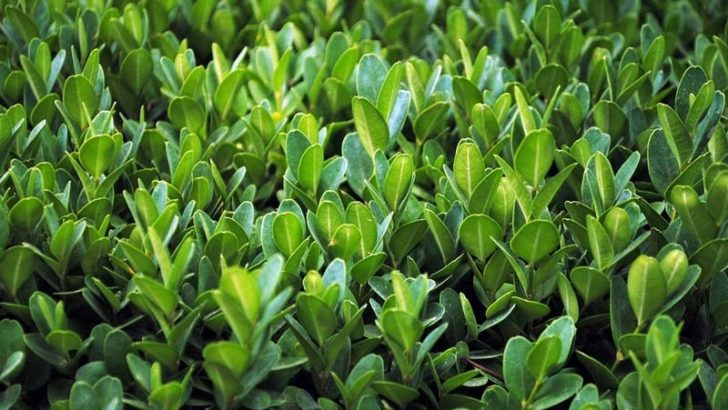 Descubierto el origen de los efectos medicinales de las plantas