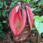 hydnora_africana