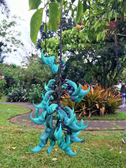 Enredadera flor de jade