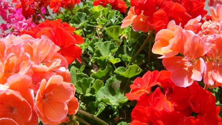 Mejora tu estado de ánimo con estas plantas