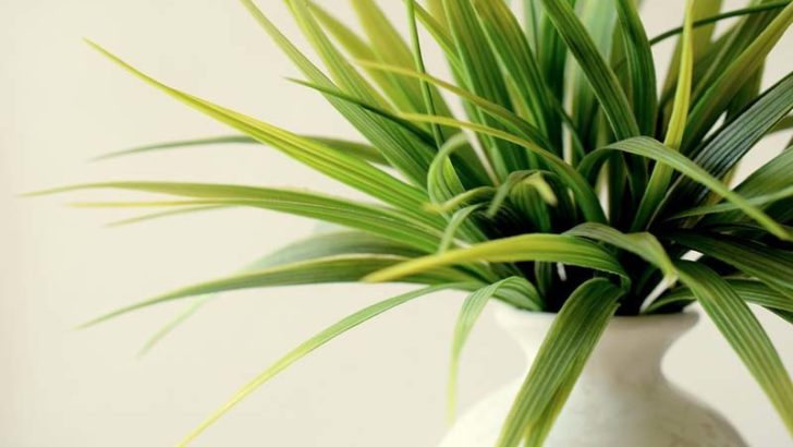 6 plantas decorativas para tu hogar