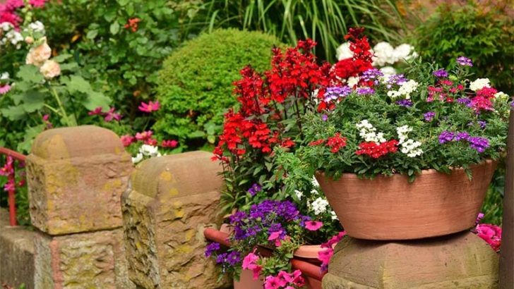 Cuidados indispensables para las plantas