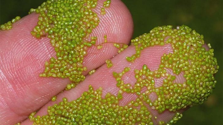3 especies botánicas sorprendentes