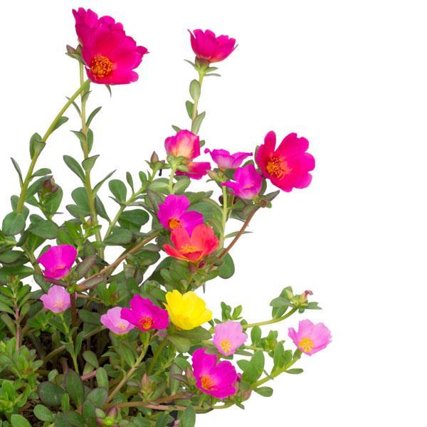 Portulaca-oleracea