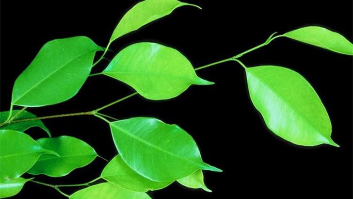 Purifica tu hogar con estas plantas