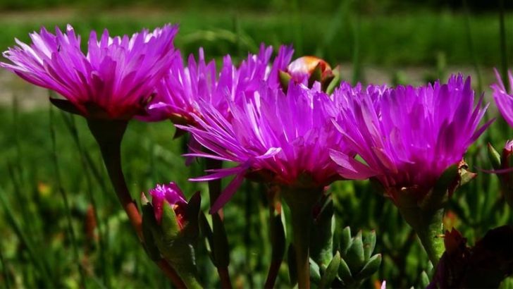 Las plagas más comunes de la primavera