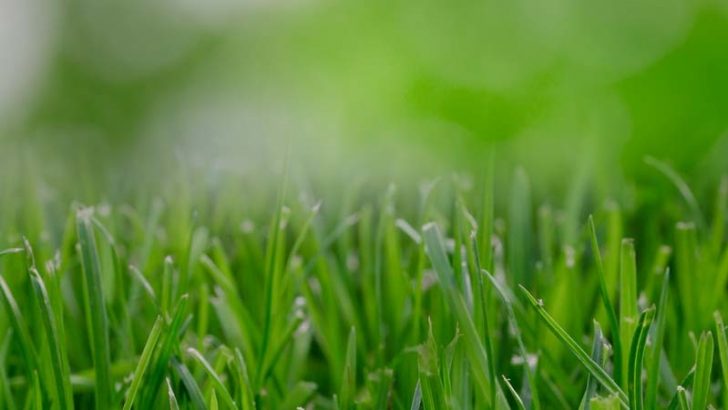 Elegir fertilizante para el jardín