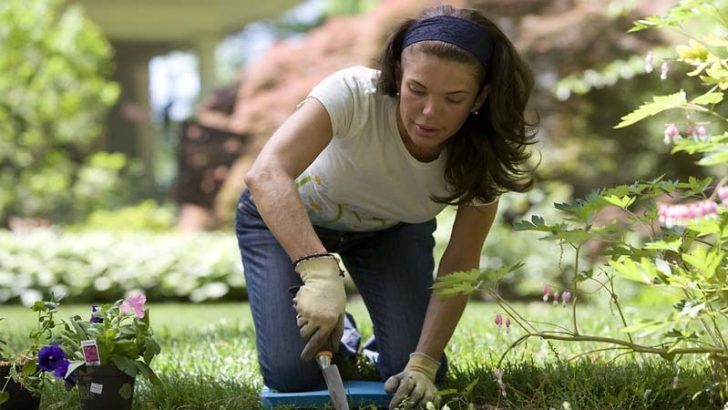 Tips para novatos en el jardín