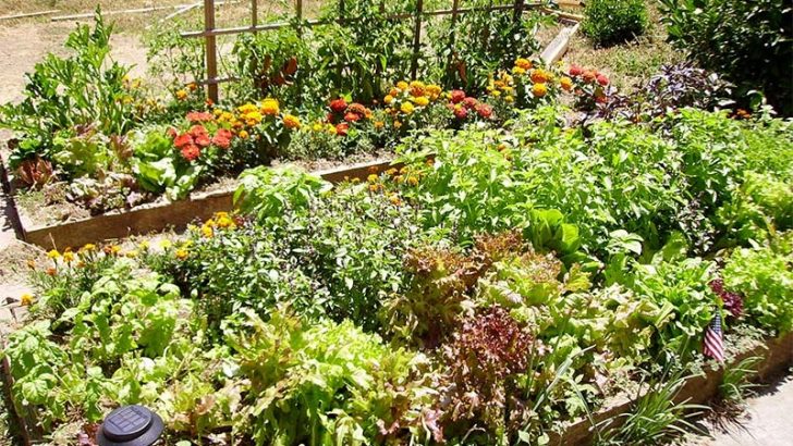 Cuida tu jardín con estos trucos